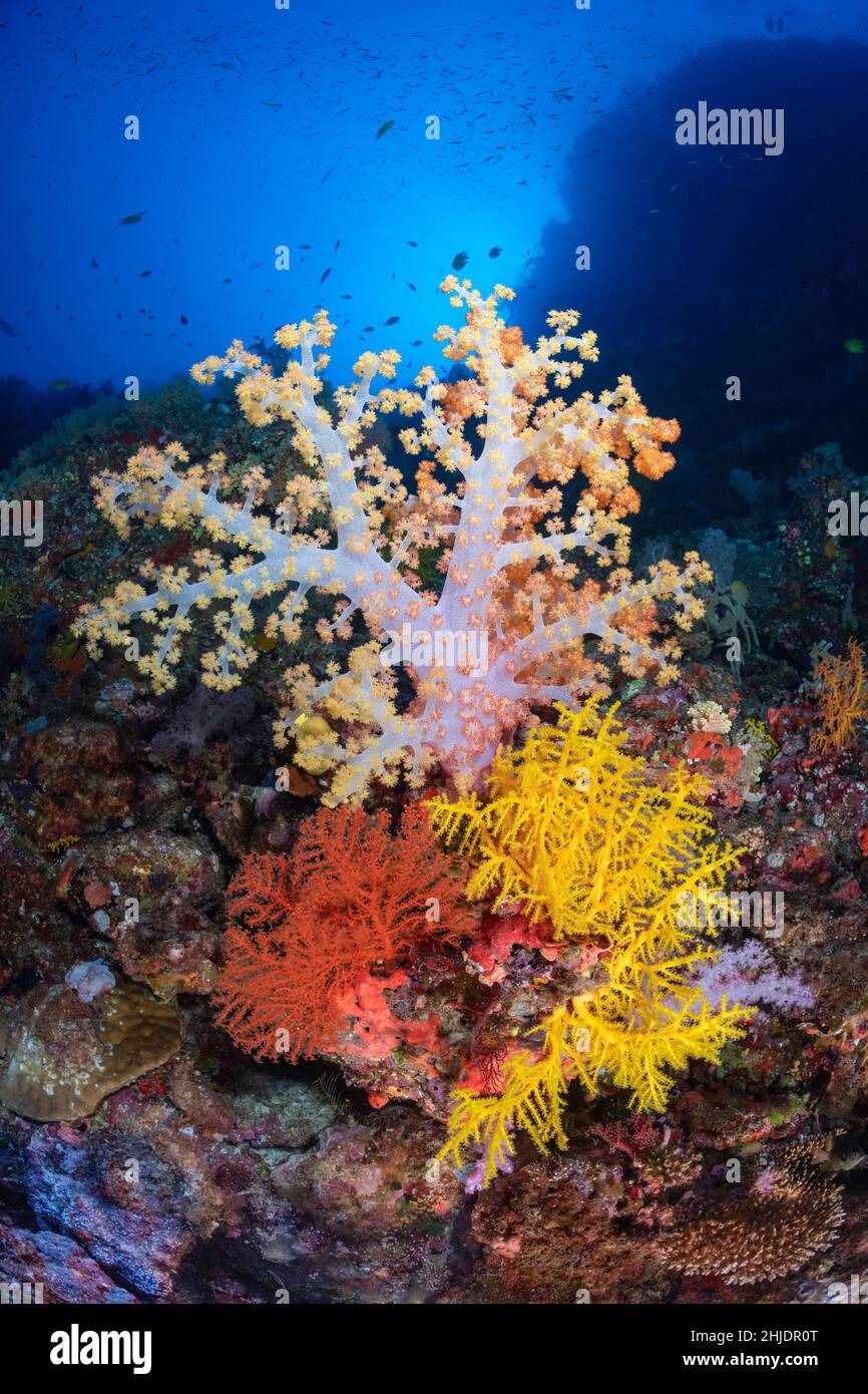 Un paesaggio tipicamente brillante per le Fiji, Dendronepthya e Chironepthya coralli e gorgonie molli si aggirano su un pendio ripido. Vatu-i-ra, Koro Sea, Fij Foto Stock