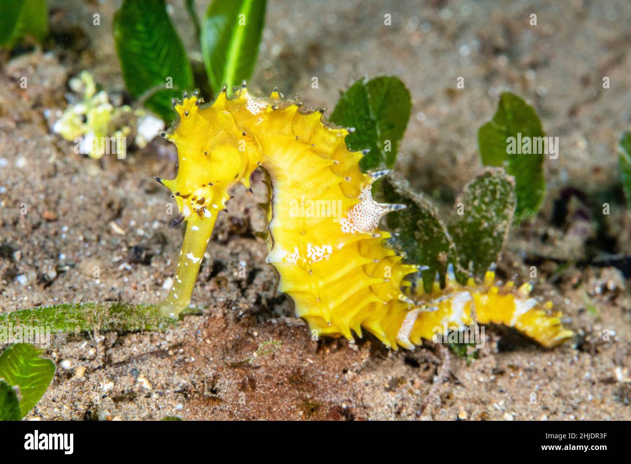 Thorny Seahorse, Hippocampus histrix, Dumaguete, Dauin, Negros, Filippine, Oceano Pacifico Foto Stock