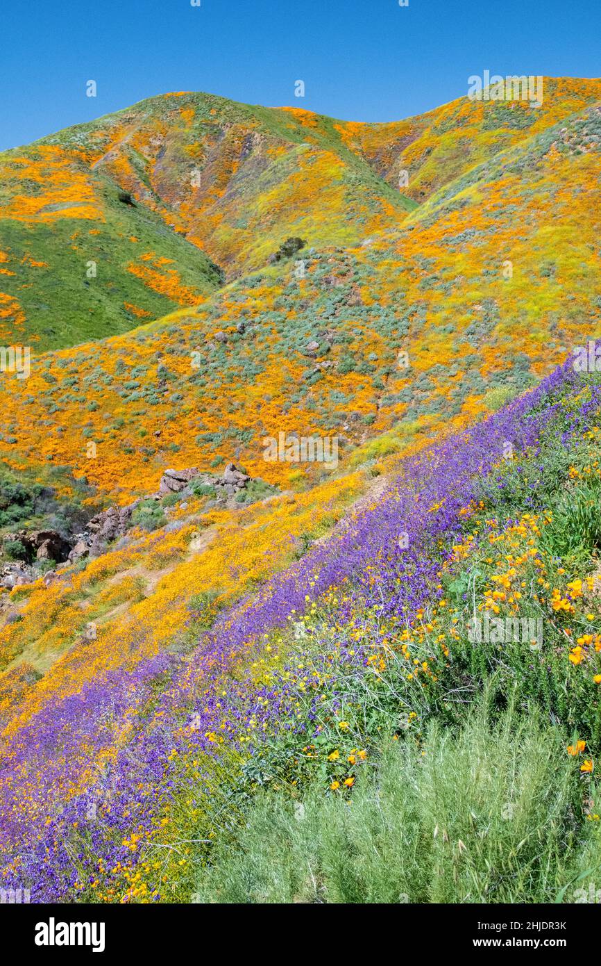 Il deserto della California meridionale ha scolorito durante il Superbloom del 2019. Lago Elsinore, California, Stati Uniti Foto Stock