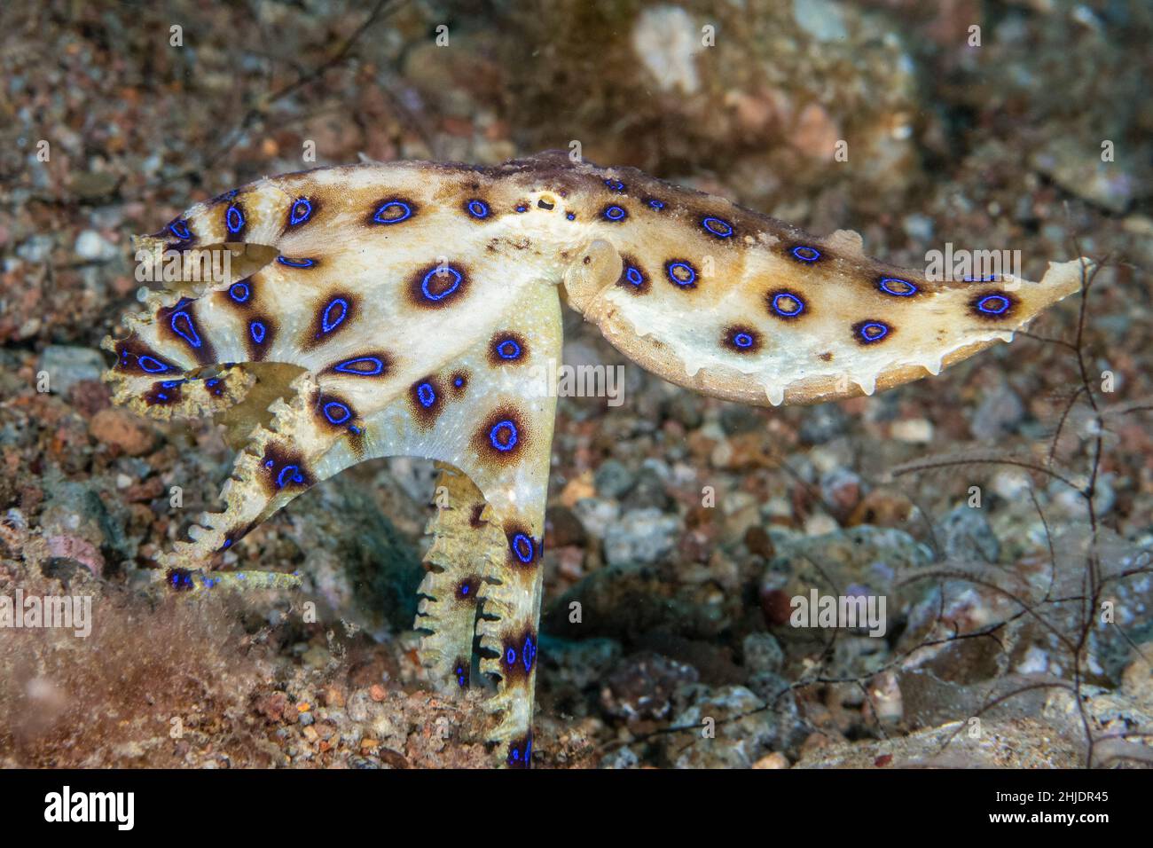 Polpo di colore blu maggiore, Hapalochlaena lunulata, Dumaguete, Dauin, Negros, Filippine, Oceano Pacifico Foto Stock