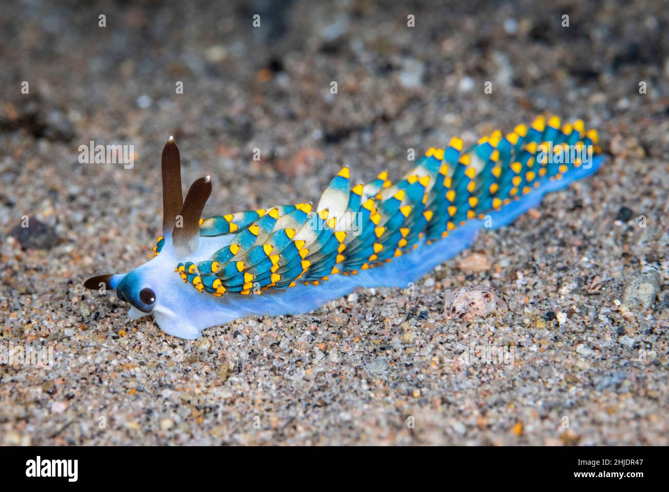 Questo nudibranco colorato, Trinchesia sp. O Tenellia sp., si trova normalmente alimentando su idroidi. Dumaguete, Negros, Filippine, Oceano Pacifico Foto Stock