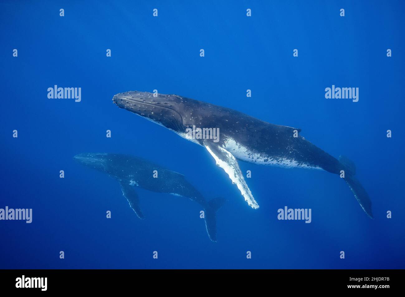 Un paio di balene Humpback, Megaptera novaeangliae, ascendere a respirare. Moorea, Polinesia francese, Oceano Pacifico Foto Stock