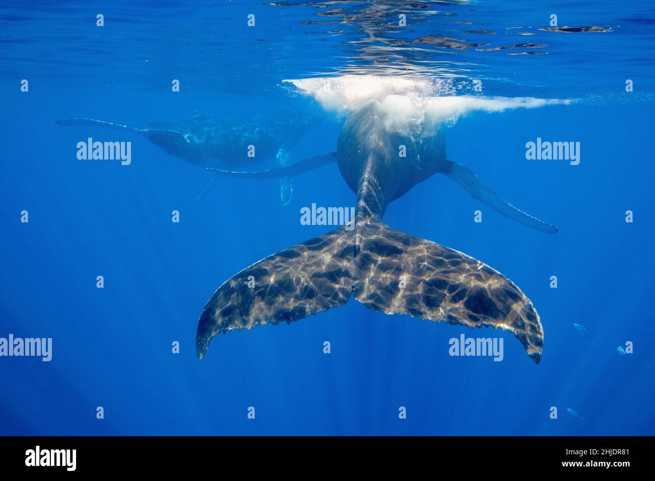 Balene megattere, Megaptera novaeangliae, che mostrano le loro attrezzature di propulsione, potenti lane di coda. Moorea, Polinesia francese, Oceano Pacifico Foto Stock