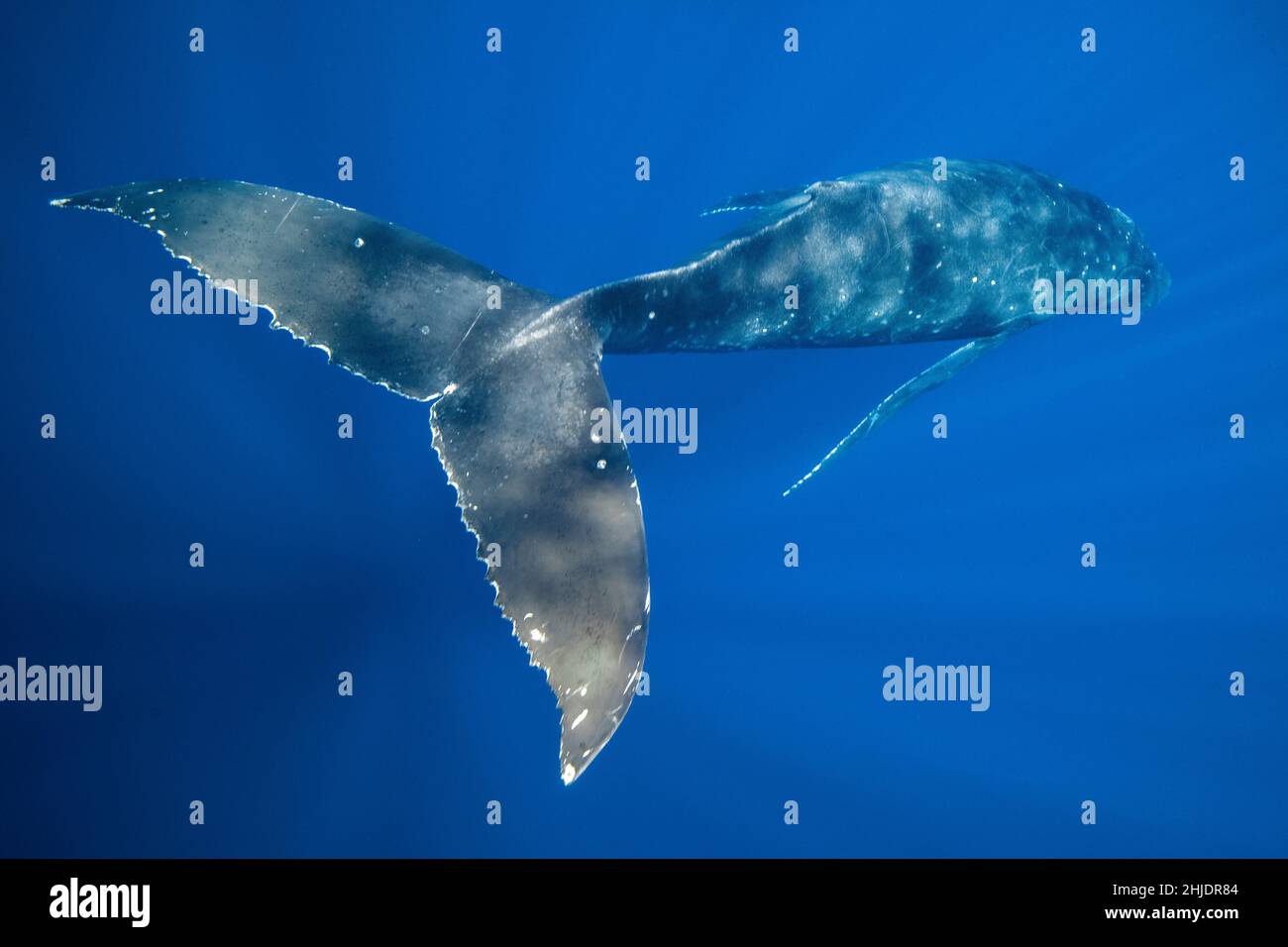 Whale humpback, Megaptera novaeangliae, che espone le sue attrezzature di propulsione, potenti fanalini di coda. Moorea, Polinesia francese, Oceano Pacifico Foto Stock