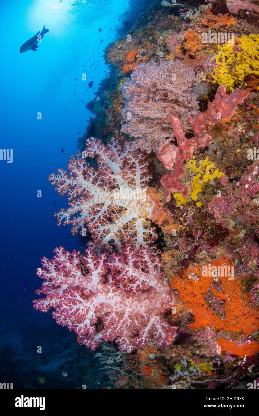 Coralli e spugne morbidi e vibranti si aggrappano a una parete verticale, Isole WiTu, Papua Nuova Guinea, Oceano Pacifico Foto Stock