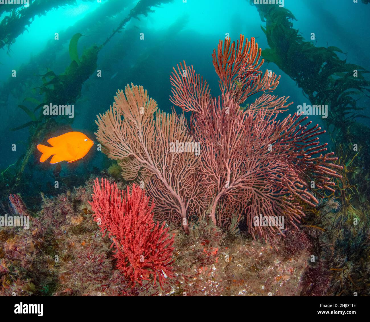 Un brillante arancione Garibaldi, Hypsypops rubicundus, pattuglie tra coralli gorgoniani e Giant Kelp a Catalina Island, Isole del canale, California, USA, Foto Stock