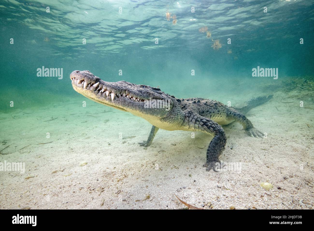 Coccodrillo americano, Crocodylus acutus, Banca del Chincorro, Mare dei Caraibi, Messico Foto Stock