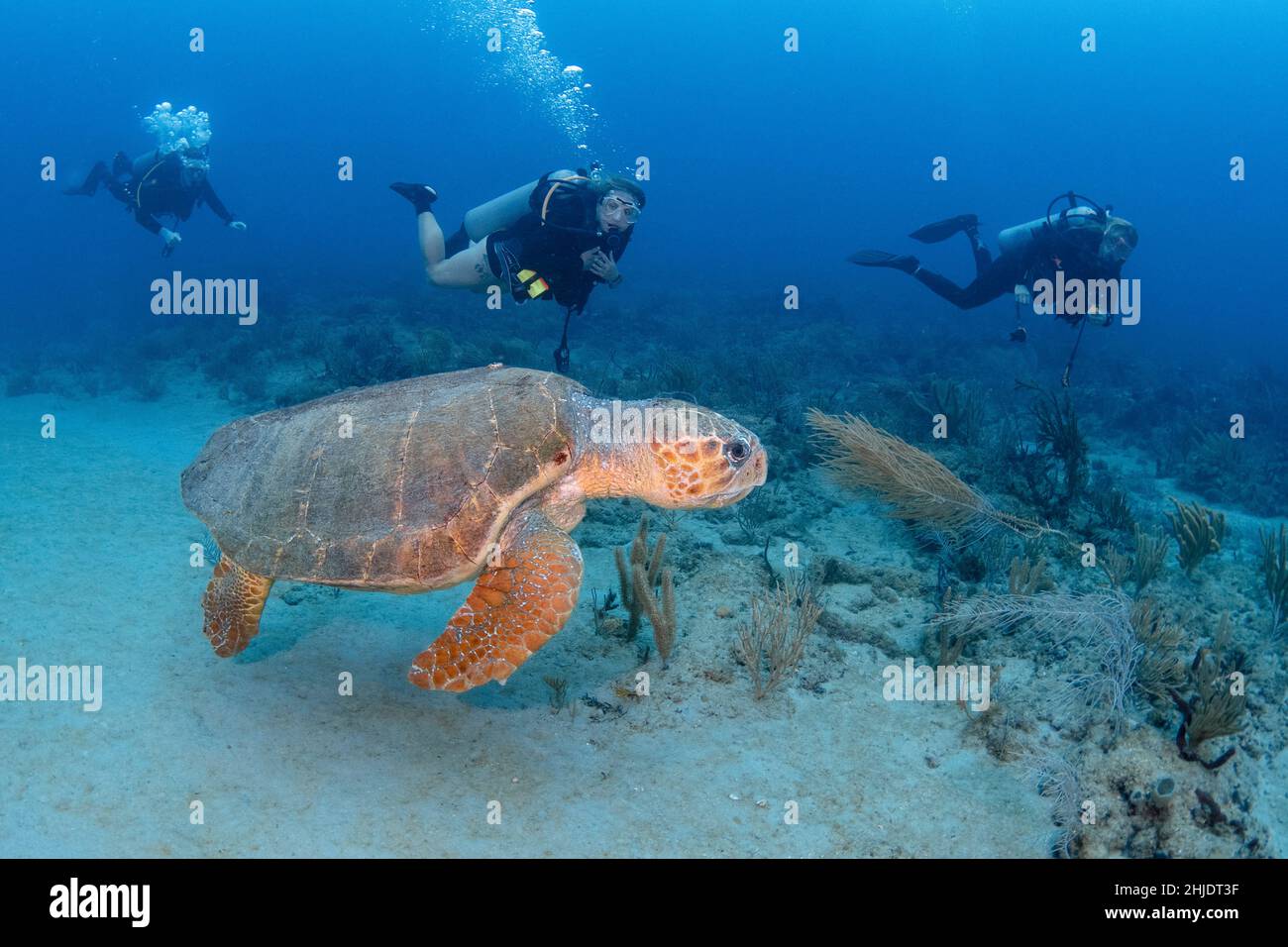 Tartaruga di Loggerhead, Caretta caretta, accomanied da parecchi subacquei. Palm Beach, Florida, USA, Gulf Stream, Oceano Atlantico Foto Stock