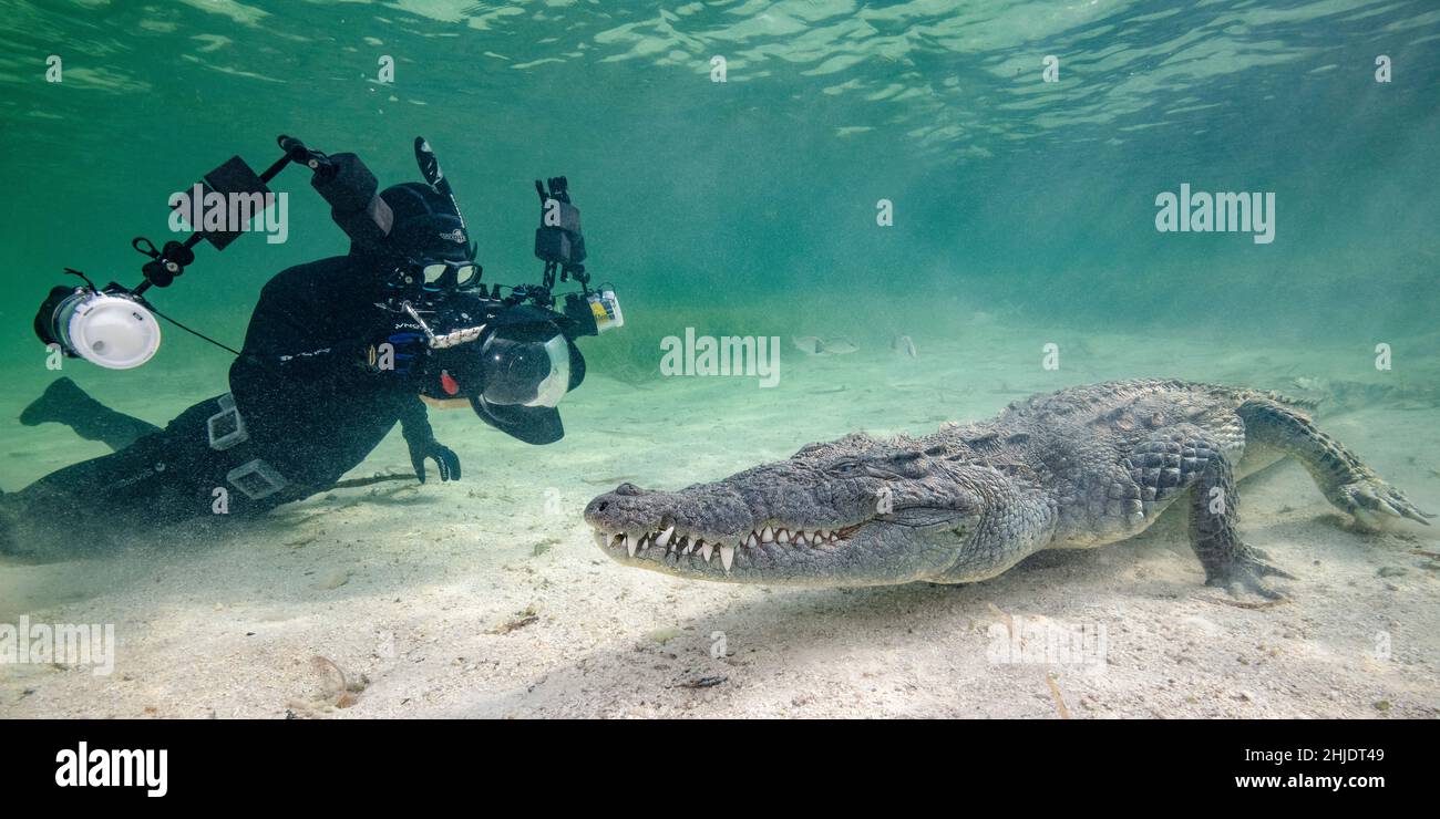 Il fotografo Soli Alatiqi si avvicina a un coccodrillo cooperativo americano, Crocodylus acutus, presso la banca Chincorro, Mar dei Caraibi, Messico Foto Stock