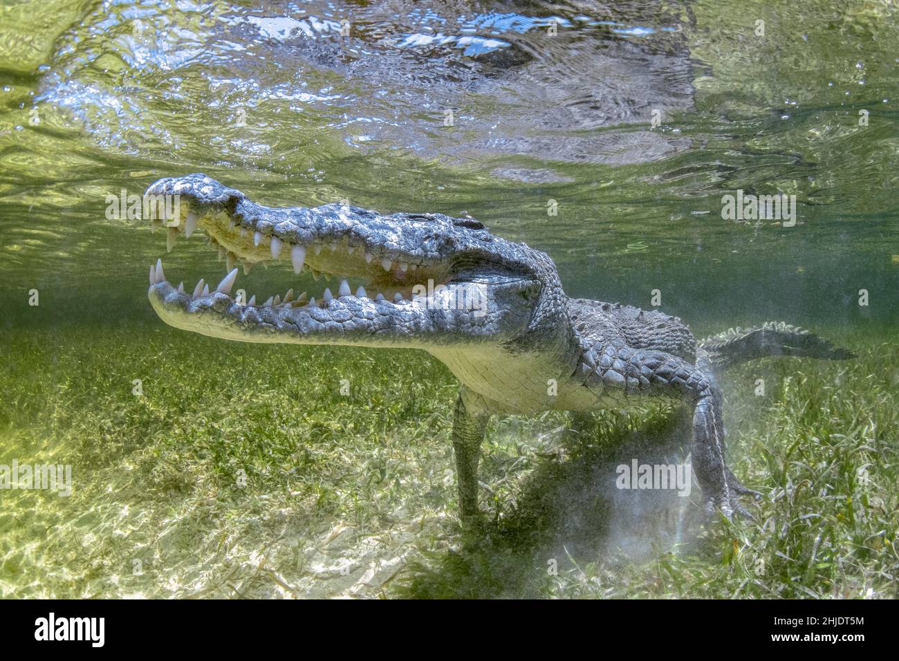 Coccodrillo americano, Crocodylus acutus, Banca del Chincorro, Mare dei Caraibi, Messico Foto Stock