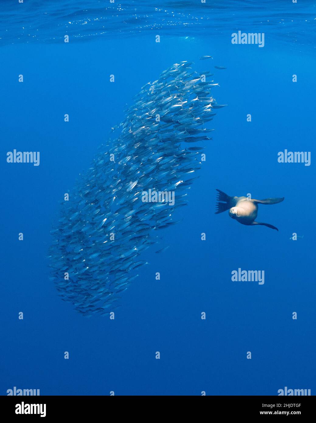 Un leone marino californiano, Zalophus californianus, infila una scuola di sgombro del Pacifico in una palla stretta. Magdalena Bay, Messico, Oceano Pacifico Foto Stock