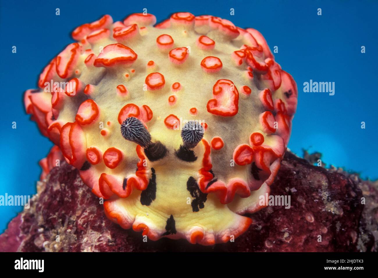 Nudibranch, Dermatobranchus ornatus, Parco Nazionale Marino delle Isole Similan, Thailandia, Mare delle Andamane Foto Stock