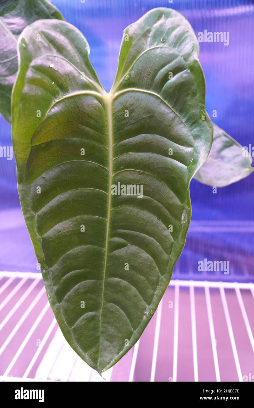 Bella foglia verde e costolata di Anterhurium Veitchi versione larga Foto Stock