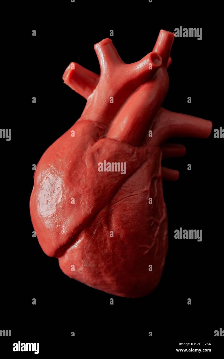 Concetto di cardiologia, trapianto di organi e medicina cardiovascolare con un modello medico plastico di un cuore isolato su sfondo nero con alto contra Foto Stock