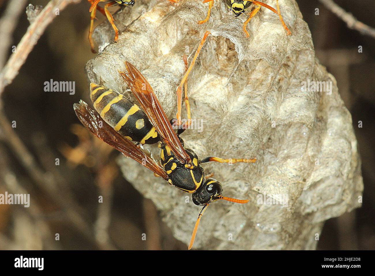 Carta da ombrello cinese vespa (Polistes chinensis) Foto Stock