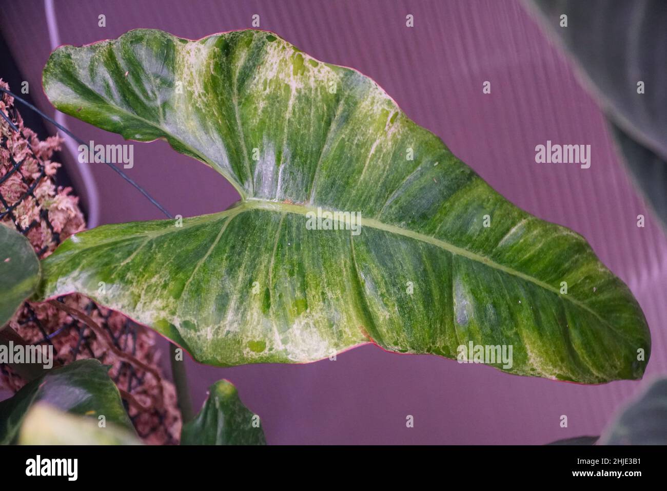 Bella foglia verde chiaro di Philodendron Paraiso Verde Foto Stock