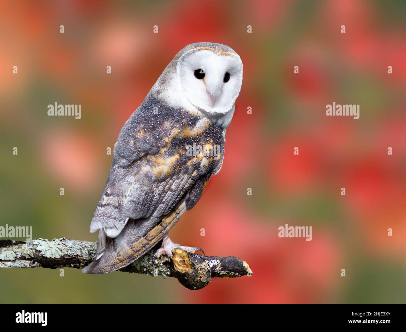 Fienile Owl in posa per una foto durante la stagione autunnale Foto Stock