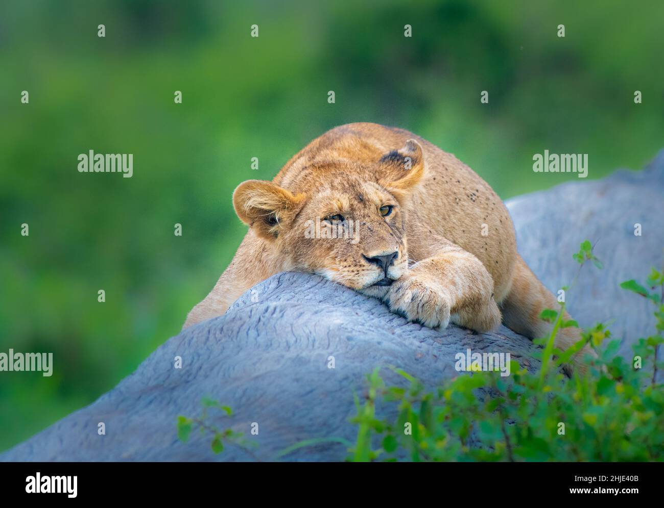 Sonnolento cucciolo di leone su un lungo nel Serengeti Foto Stock