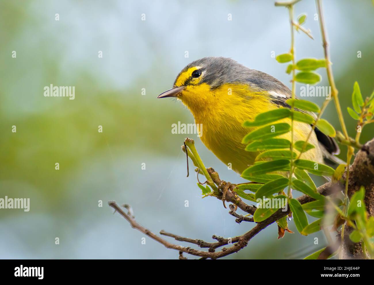 Adelaide Warbler arroccato su un albero nella foresta Foto Stock