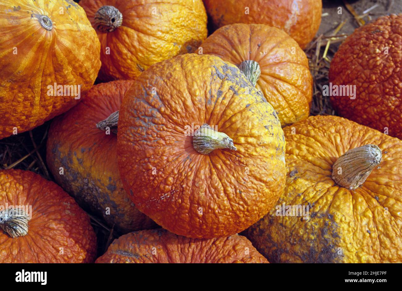 new england fattoria agricoltura zucche halloween Foto Stock