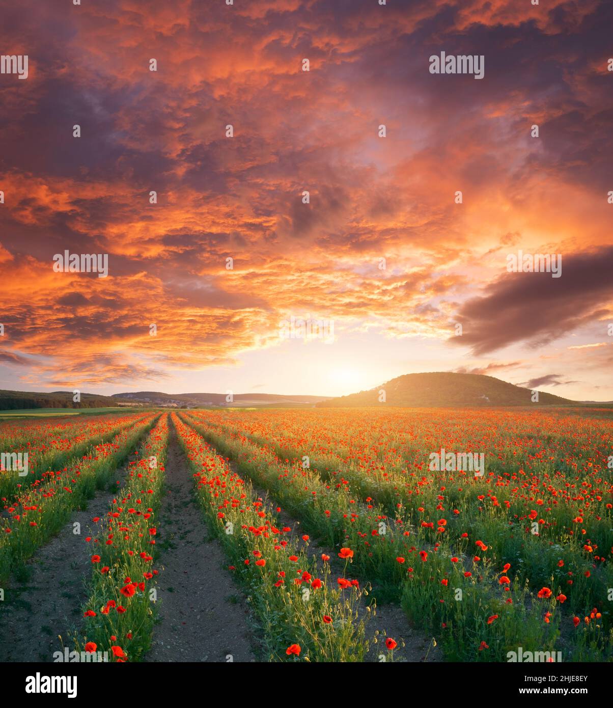 File di papaveri fiori al tramonto. Natura agricola e paesaggio composizione. Foto Stock