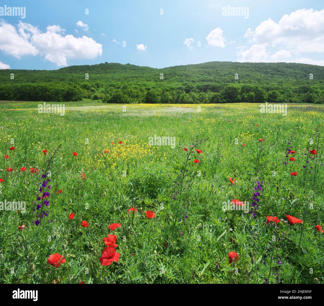 Medoaw di primavera di fiori. Panorama ad alta risoluzione. Naturу composizione. Foto Stock