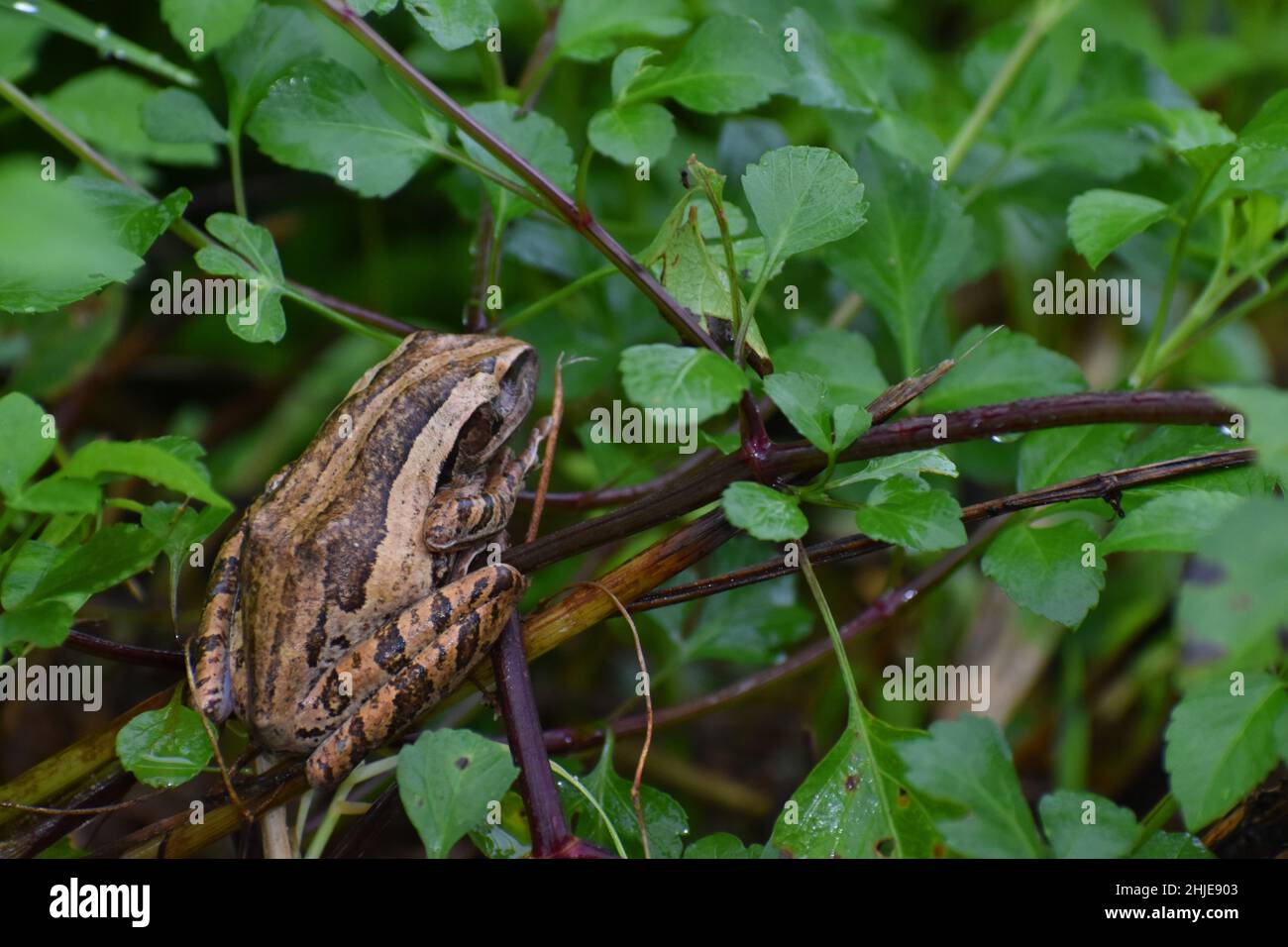 Rana che si nasconde tra foglie verdi bagnate. Foto Stock