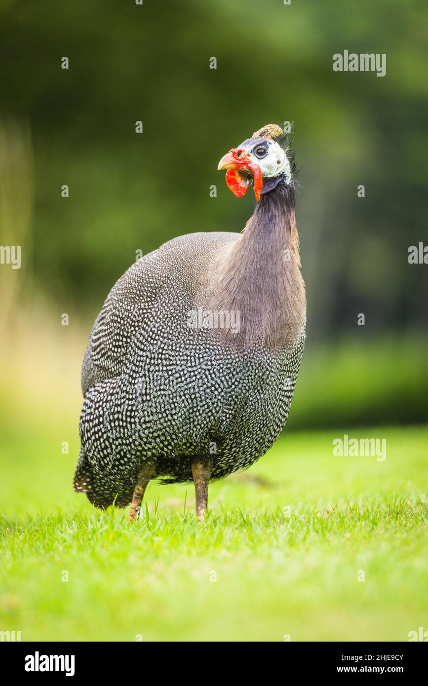 Scatto verticale di un guineafowl su un campo verde di erba su uno sfondo sfocato Foto Stock