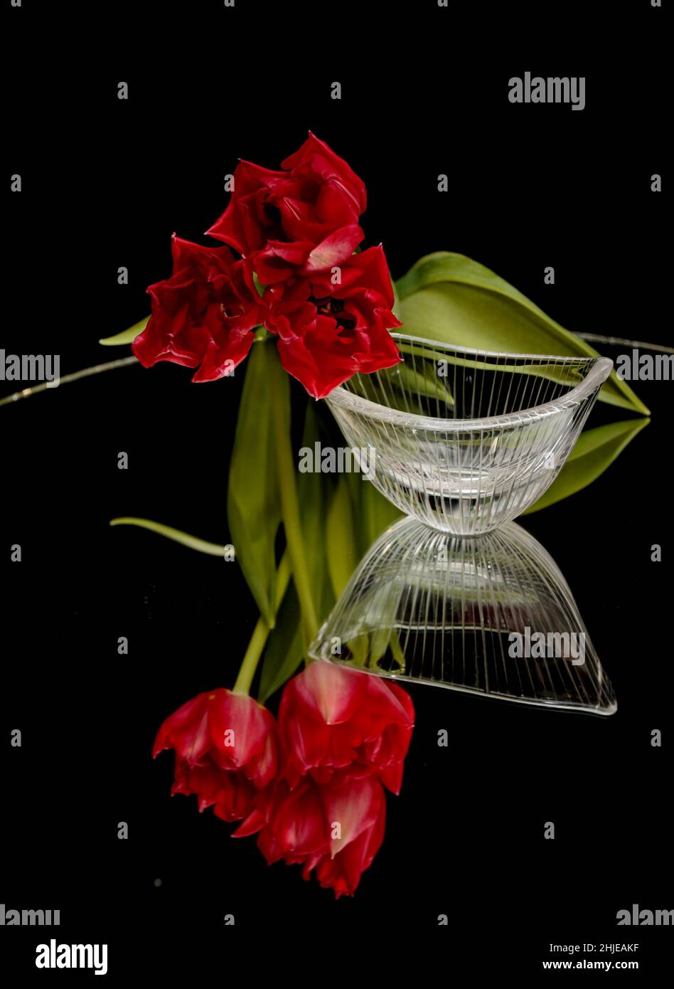 Tre tulipani rossi con riflessi Foto Stock