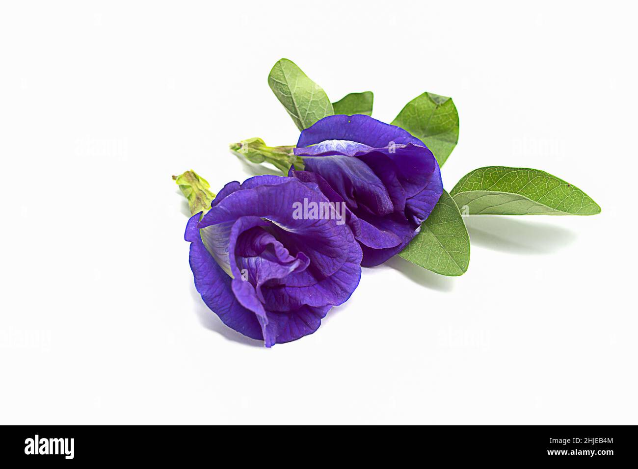 Farfalla Pea fiori su sfondo bianco, fuoco selettivo, popolare, Clitoria ternatea Foto Stock