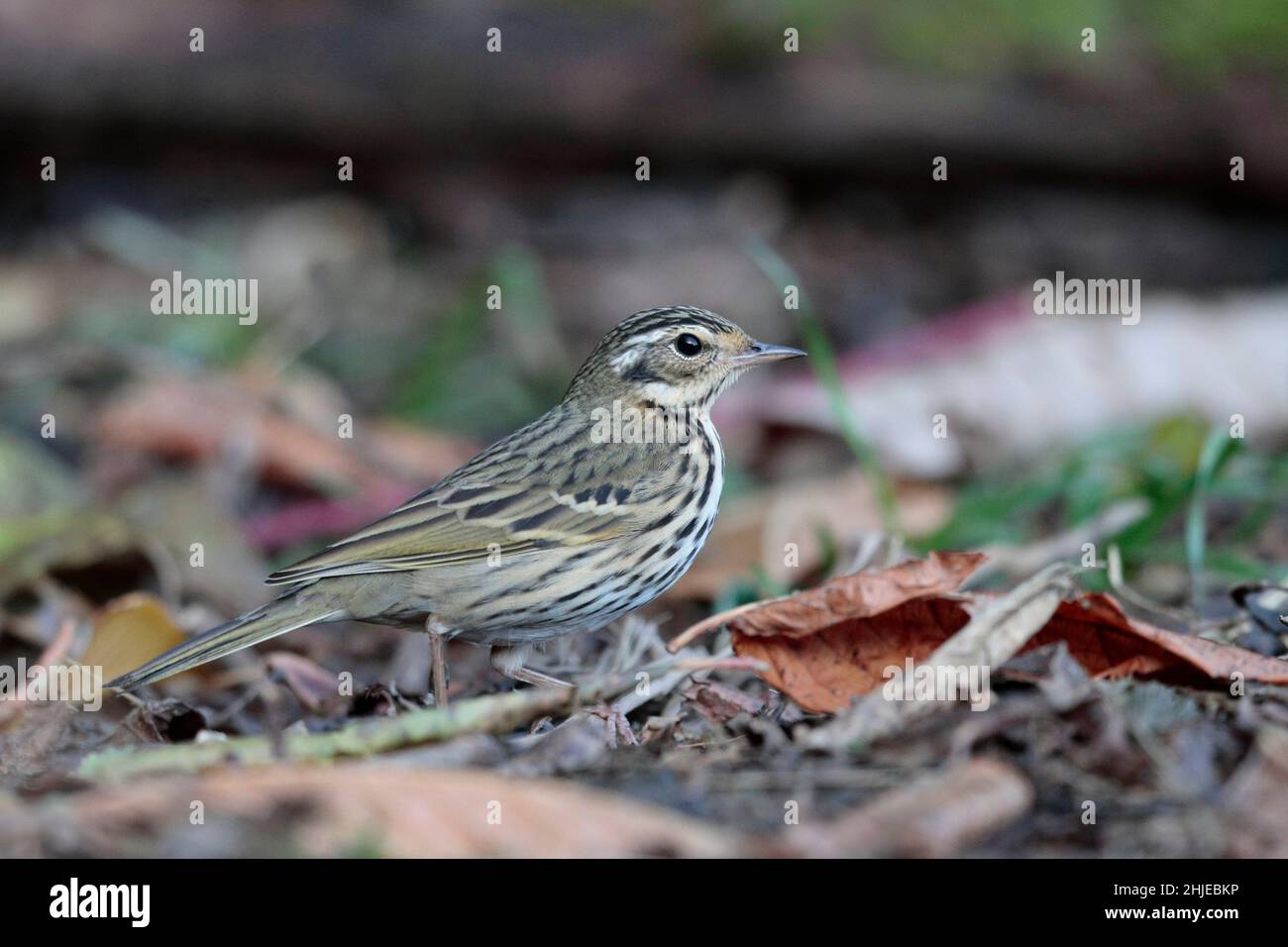 Pipit (Anthus hodgsoni), Jailigongshan, provincia di Yunnan sud-occidentale, Cina 2 gennaio 2019 Foto Stock