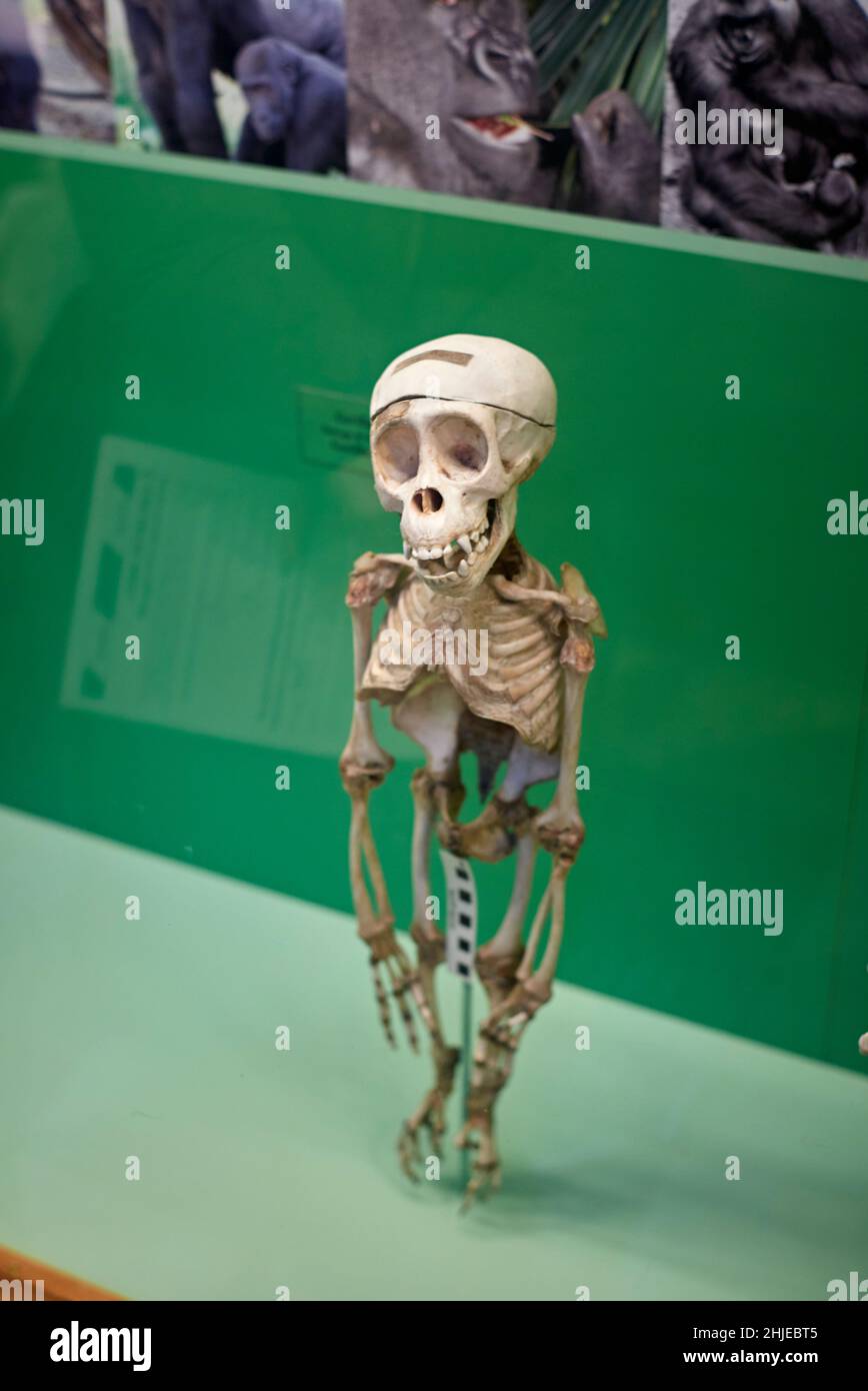 Foto John Angerson 2022 piccolo scheletro di scimpanzé alla galleria del Museo di Storia Naturale dell'Università di Oxford, Regno Unito. Foto Stock