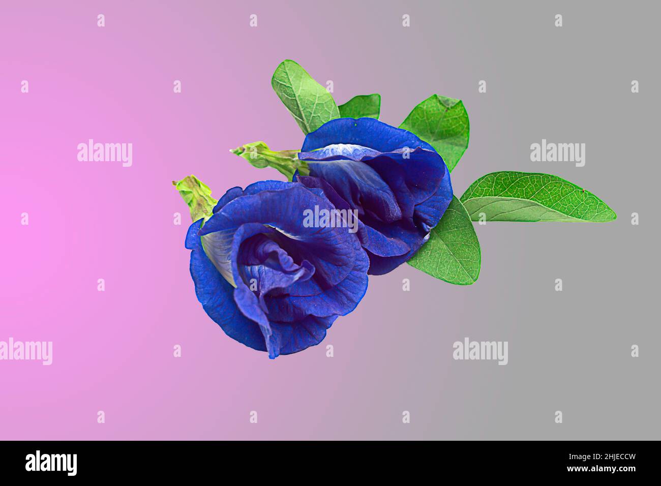 Farfalla Pea fiori su sfondo bianco, fuoco selettivo, popolare, Clitoria ternatea Foto Stock