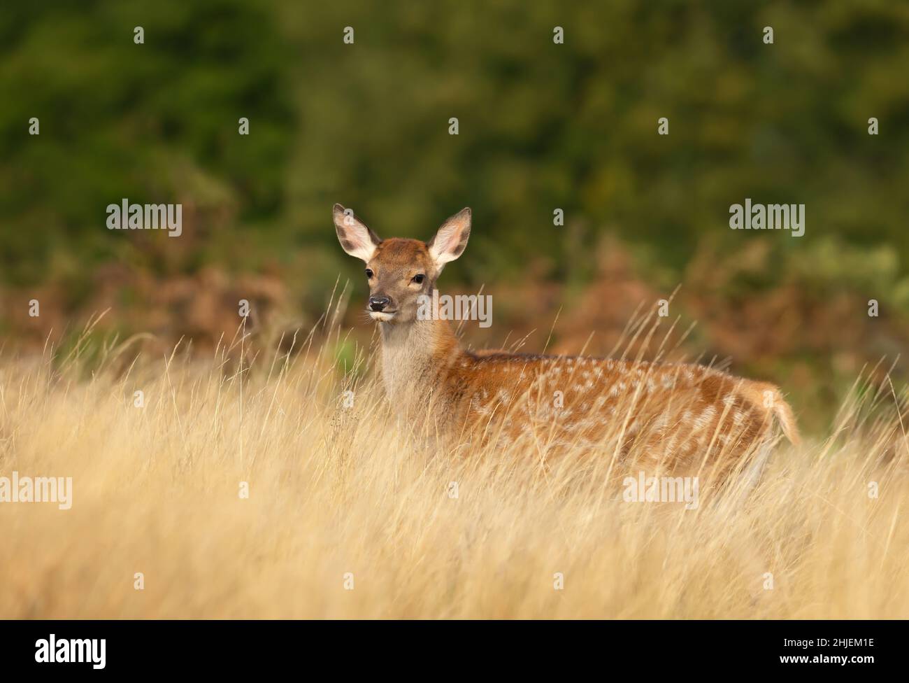 Vitello rosso cervo in piedi in un prato in estate, Regno Unito. Foto Stock