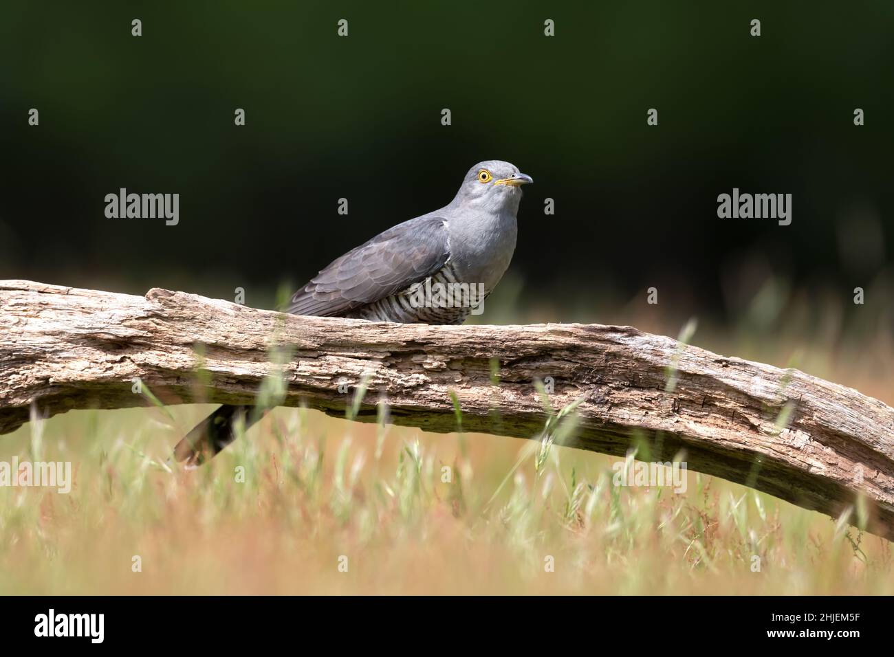 Primo piano di un Cuckoo comune arroccato su un albero, Regno Unito. Foto Stock