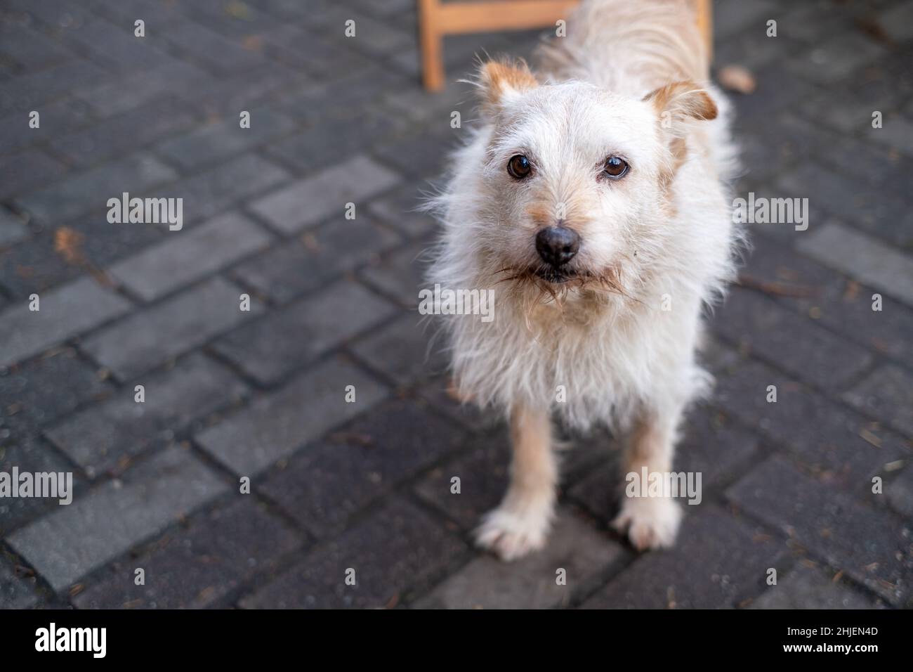 Cane randagio in piedi sul marciapiede Foto Stock