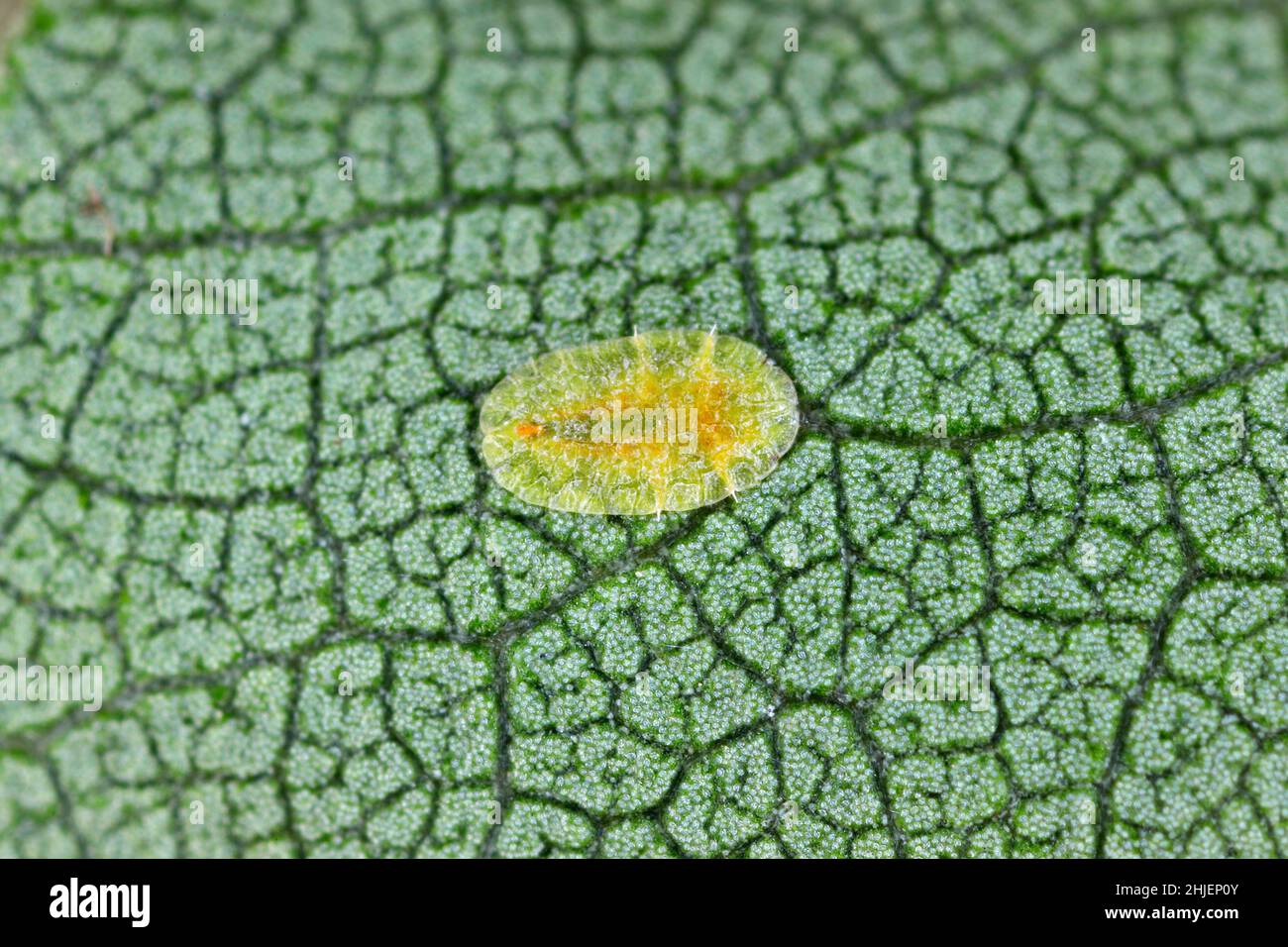 Macrofotografia di insetti Diaspididae su vaso fogliare. Insetti di scala corazzati a piante domestiche. Insetti che succhiano pianta. Cale infestato (Coccidae) comunemente Foto Stock