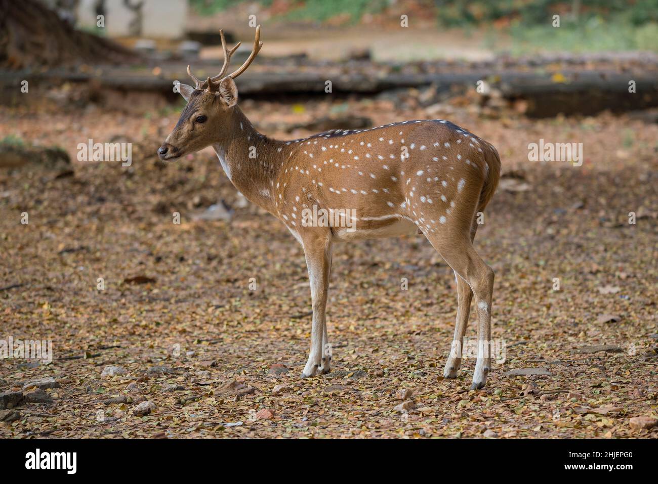 Cervo sika selvaggio, sui terreni del vecchio Forte Frederick, in una giornata di sole. Trincomalee, Sri Lanka Foto Stock