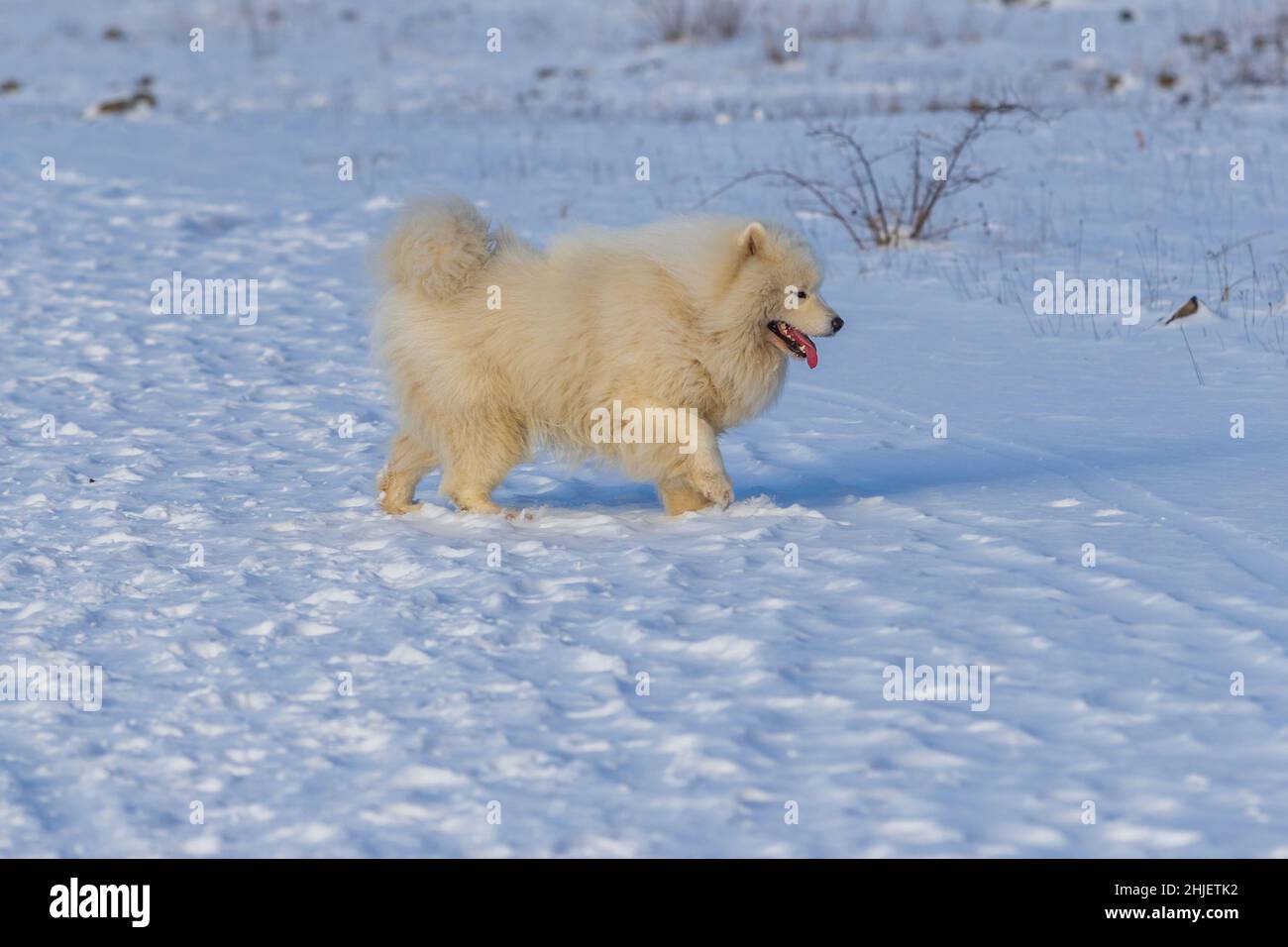 Samoyed - Samoyed bel cane bianco siberiano che corre nella neve. La lingua del cane è fuori, la neve sta volando intorno a lui. Foto Stock