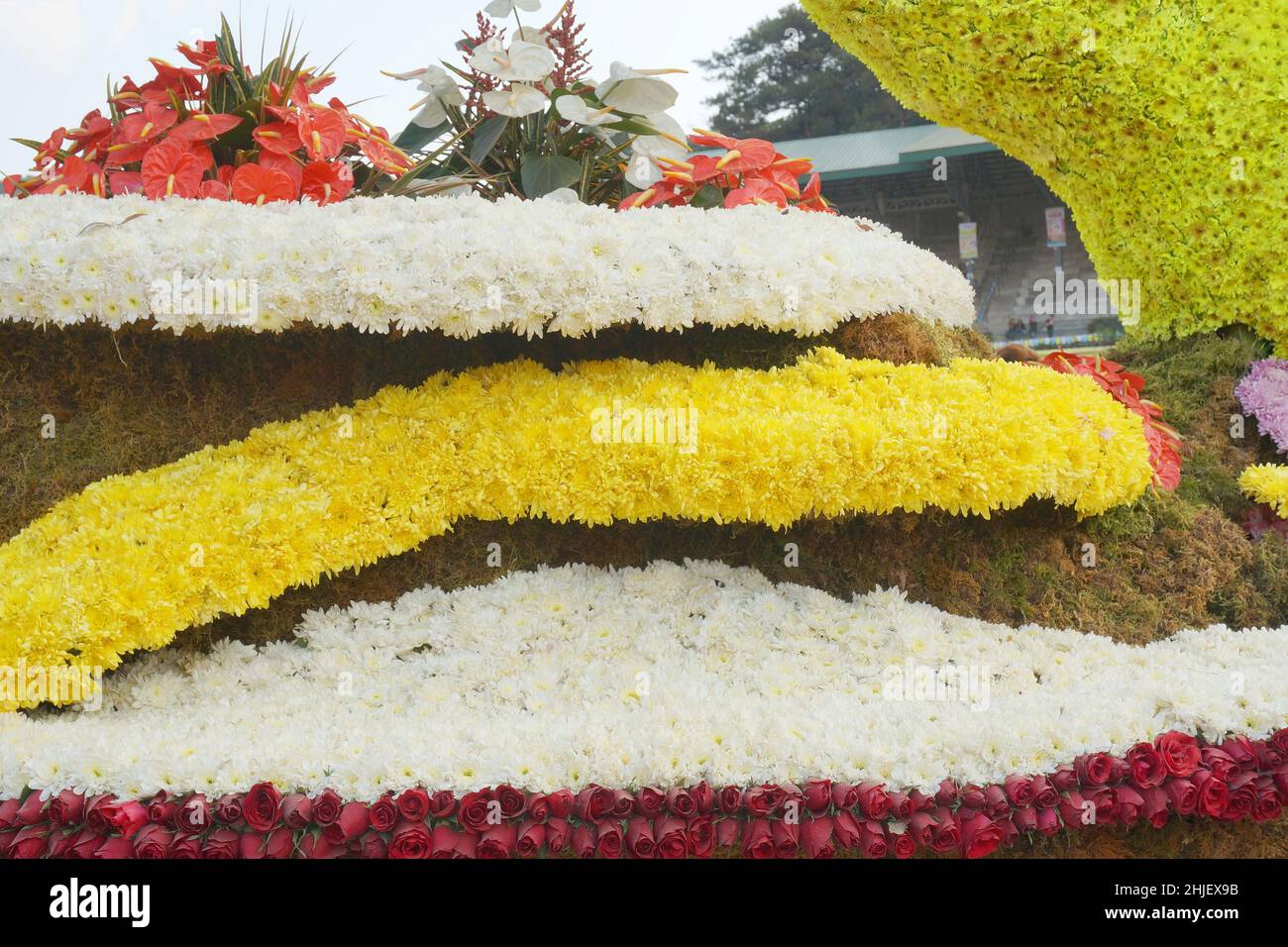 Strati di Chrysanthemum bianco e giallo con fiori di Flamingo rosso e bianco esposti al Baguio Flower Festival nelle Filippine il 1 marzo 2015 Foto Stock