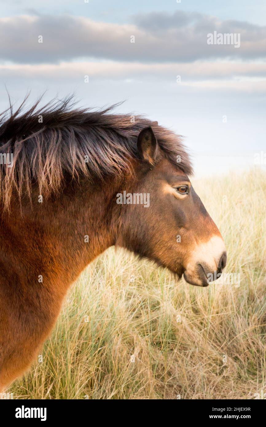 Pony Exmoor pascolo l'erba di marram coperto dune di sabbia accanto a una costa sabbiosa in inverno. Foto Stock