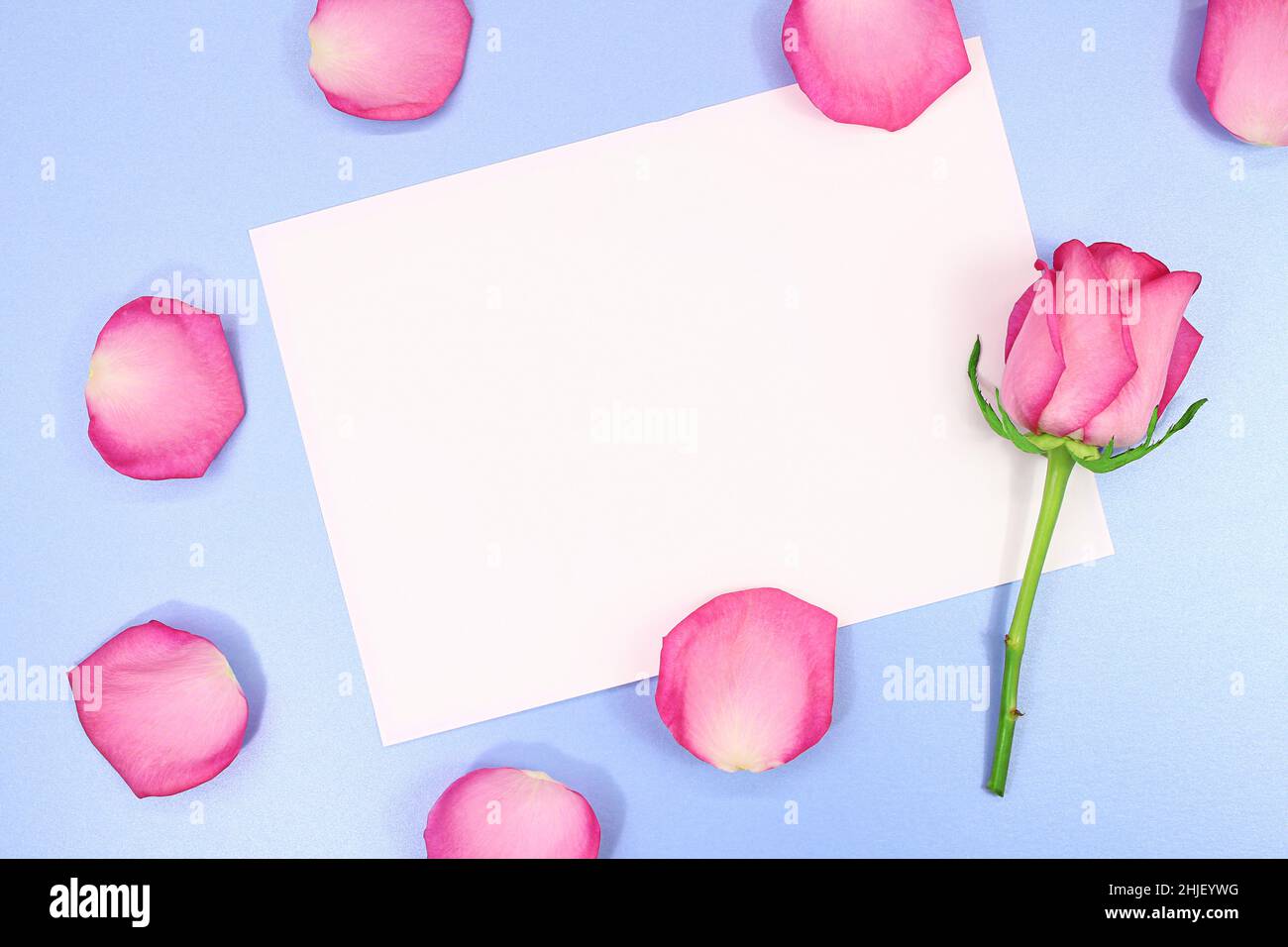 Petali e rosa con foglio di carta bianco per testo su sfondo blu. Festa, Marzo 8, compleanno, Giornata Internazionale della Donna e della Madre, San Valenti Foto Stock