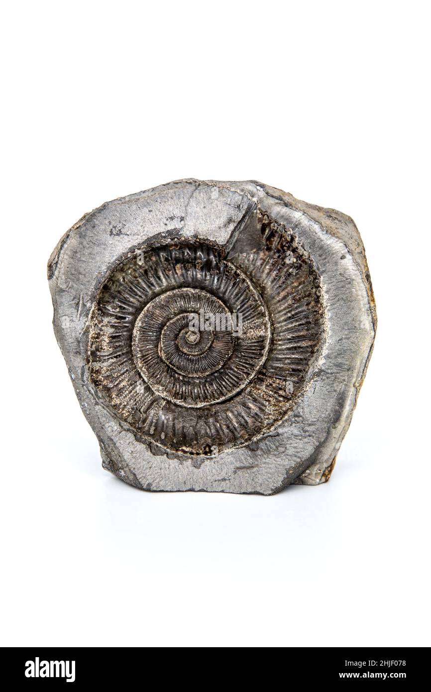 170 milioni di anni Dactylioceras ammonite fossile su sfondo bianco in studio Foto Stock