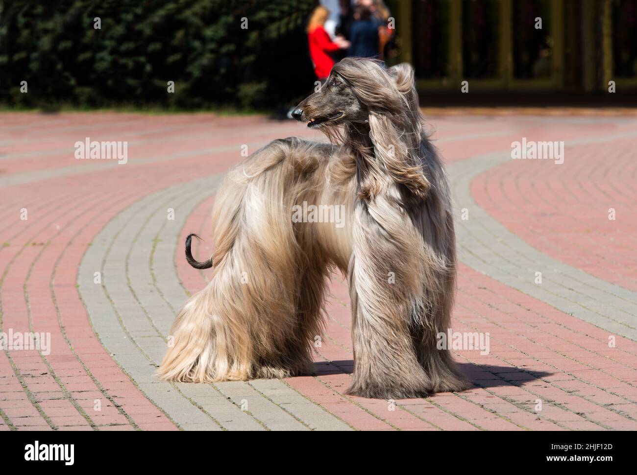 Afghan Hound bianco guarda da parte. Afghan Hound bianco è nel parco. Foto Stock