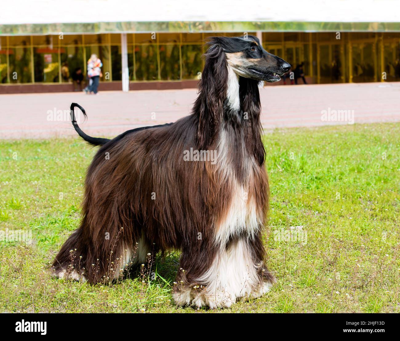 Profilo di Afghan Hound. La sterlina afghana è sull'erba verde. Foto Stock