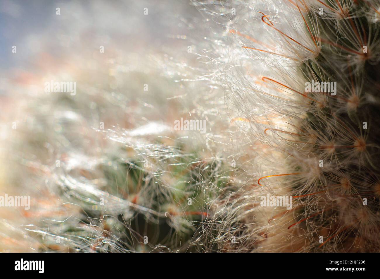 Home cactus macro foto, fili bianchi di lanugine e aghi in forma di ganci. Sfondo della messa a fuoco morbida. Foto Stock