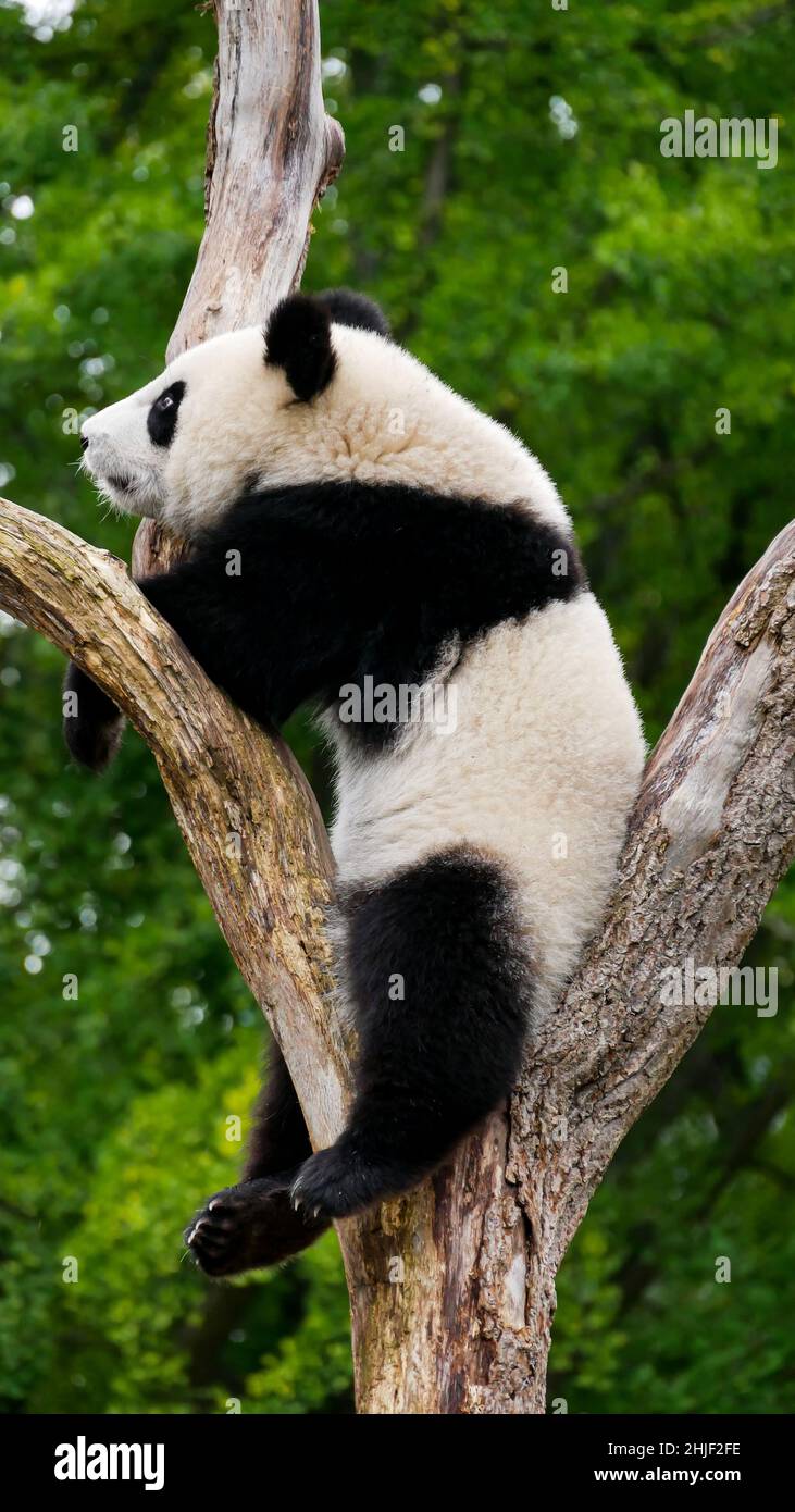 Panda gigante giovane su un albero Foto Stock