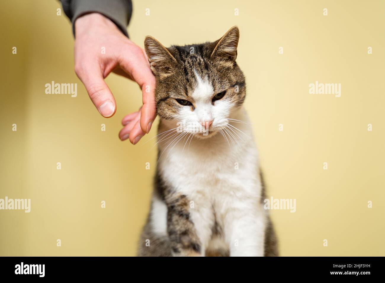 Primo piano di una mano uomo carezzante e stroking gatto di tre colori presi da un rifugio su uno sfondo giallo. Mano maschio accarezzando una testa di gatto, amore a un Foto Stock