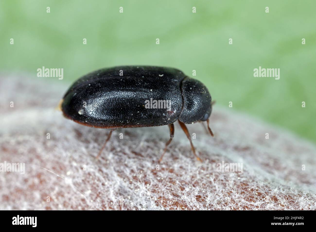 Cobweb Beetle, Ctesias serra dalla famiglia Dermestidae un coleotteri della pelle. Foto Stock