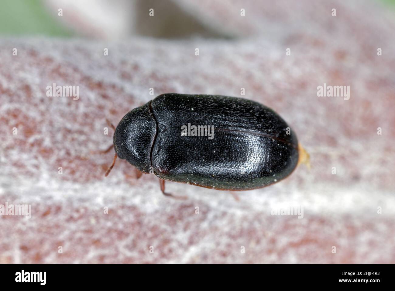 Cobweb Beetle, Ctesias serra dalla famiglia Dermestidae un coleotteri della pelle. Foto Stock